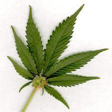 Marijuana terapeutica non vuol dire farsi le canne!