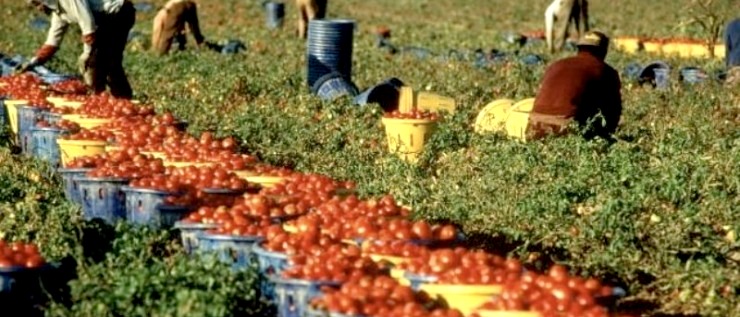 Braccianti sfruttati e veleni sugli ortaggi, sette arresti nell’inferno verde delle campagne pontine