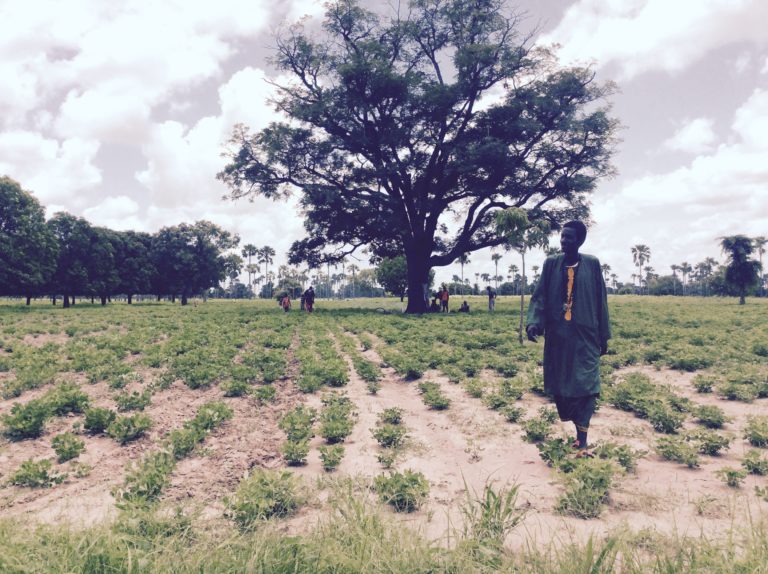 Aiutati noi a casa loro. Epilogo (Diario dal Senegal – 6° giorno)