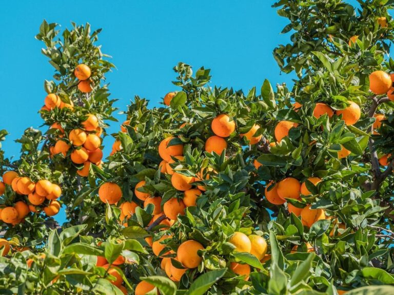 Nuovo raid mafioso contro la coop di Libera a Polistena. Rubati quintali di arance, devastato l’agrumeto