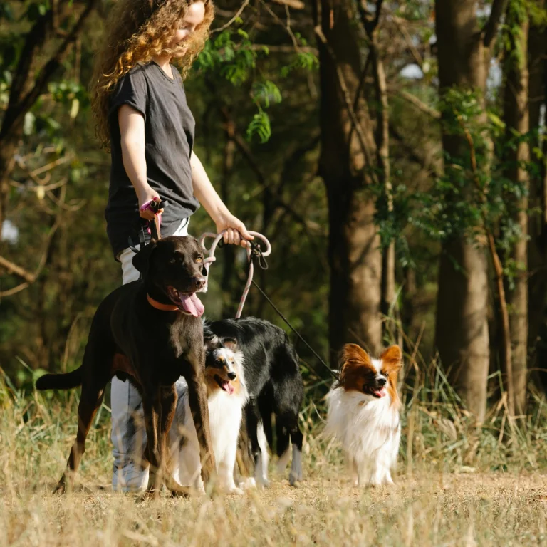 L’aumento che non tutti vedono: curare un animale costa fino a 500 euro in più